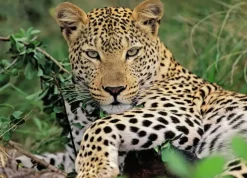 Ravensburger : Lounging Leopard (100)