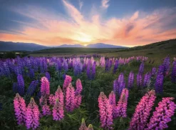Ravensburger : Nature Edition - Stefan Hefele, Lupines (500)