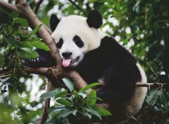 Ravensburger : Panda Bear (500)