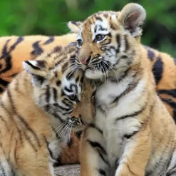 Ravensburger : Panda, Lion and Tiger Cubs (3 x 49)