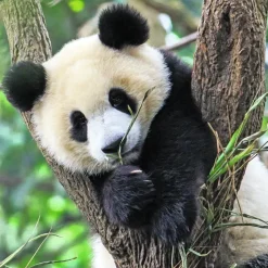 Ravensburger : Panda, Lion and Tiger Cubs (3 x 49)