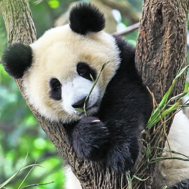 Ravensburger : Panda, Lion and Tiger Cubs (3 x 49)