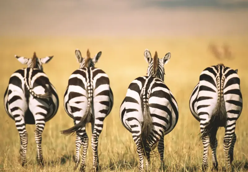 Ravensburger : Puzzle Moment - Zebra (300)
