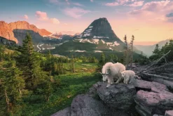 Ravensburger : Stefan Hefele - Alpine Goat with Baby (3000)