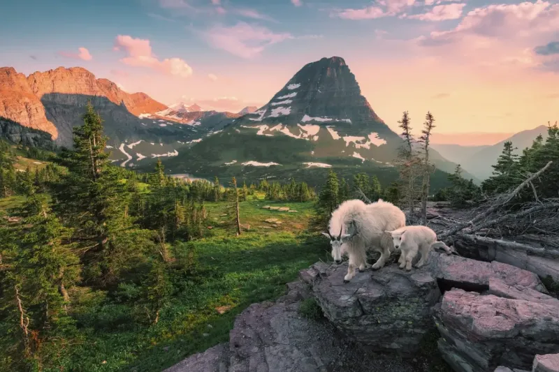 Ravensburger : Stefan Hefele - Alpine Goat with Baby (3000)
