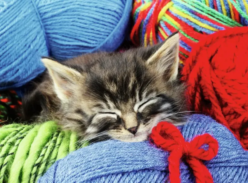 Ravensburger : Wool Cat (100)