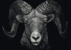 Schmidt : Ashley Rader - Dominance, Ram - The Epitome of Fire (1000)