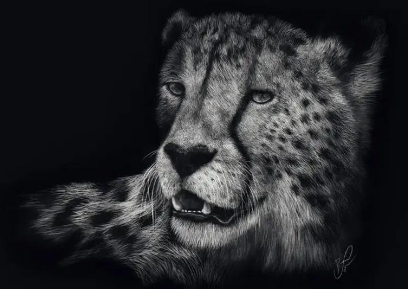 Schmidt : Ashley Rader - Speed, Cheetah - The Epitome of Grace (1000)