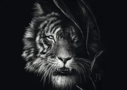 Schmidt : Ashley Rader - Wilderness, Tiger - The Epitome of Freedom (1000)