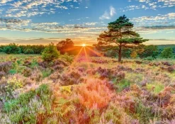 Schmidt : Assaf Frank - Sunset on the Heath (1000)