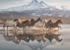 Schmidt : Horses in Cappadocia (1000)