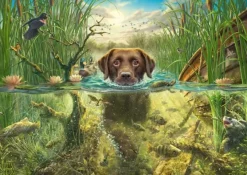 Schmidt : Mark Fredrickson - A Chocolate Labrador Takes a Cool Dip (1000)