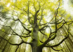 Schmidt : Stefan Hefele - Dream Tree (1000)