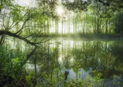 Schmidt : Stefan Hefele - Homeland Jungle (1000)