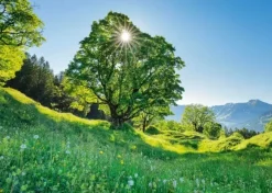 Schmidt : Sycamore Maple in the Sunlight - St. Gallen, Switzerland (1000)