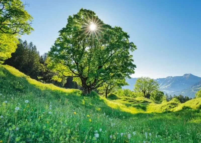 Schmidt : Sycamore Maple in the Sunlight - St. Gallen, Switzerland (1000)