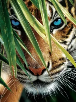 SunsOut : Blue Eyes (1000)