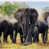 Trefl : African Elephants (1000)