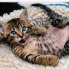 Trefl : Cheerful Kitten (1000)