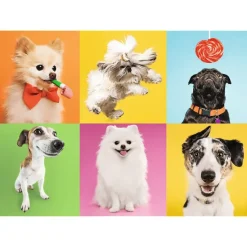Trefl : Dogs (500)
