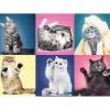 Trefl : Kittens (500)