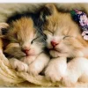 Trefl : Sleeping Kittens (500)