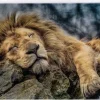 Trefl : Sleeping Lion (1000)