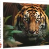 Trefl : Wild Tiger (1000)