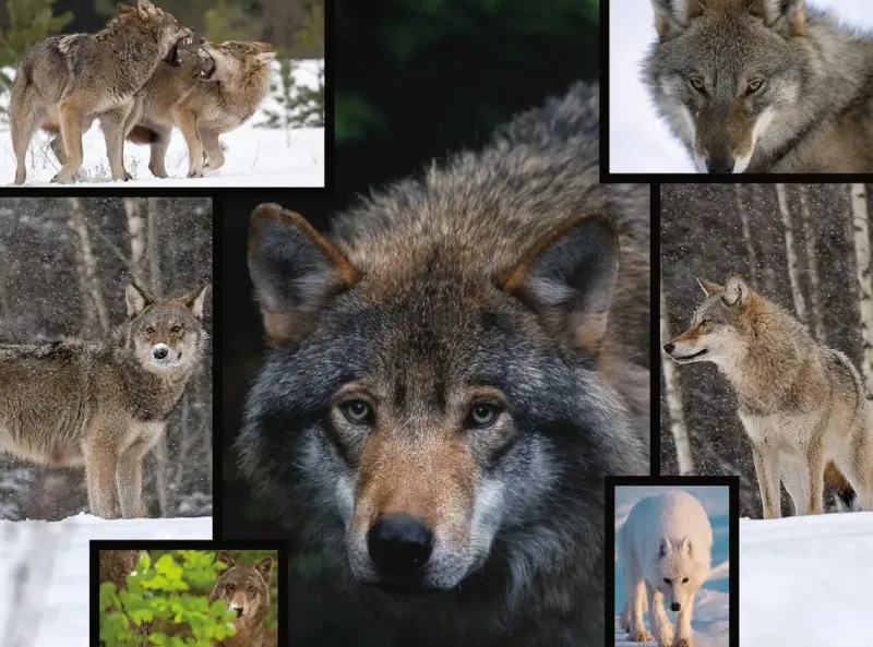 WWF Puzzle: Wolves (1000)